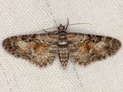 Eupithecia anticaria