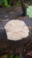 Amylocystis lapponica