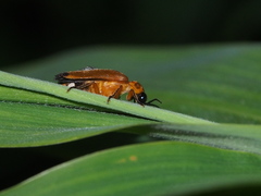 Abscondita terminalis