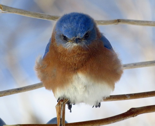 Eastern Bluebird photographed in Vermont