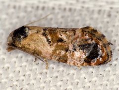 Cochylis