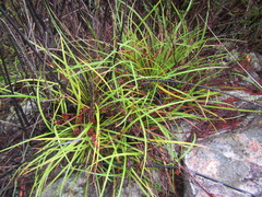 Capeobolus brevicaulis