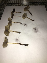 Psilocybe stuntzii
