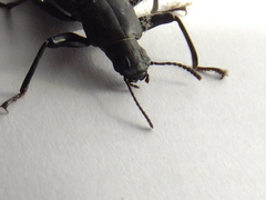 Tenebrionidae