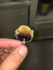Psilocybe stuntzii