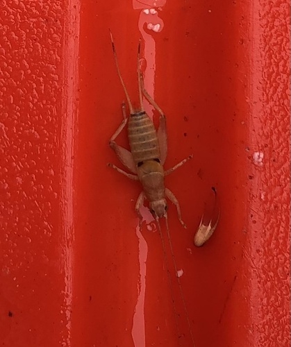 Ornebius elegantulus