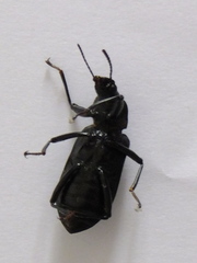 Tenebrionidae