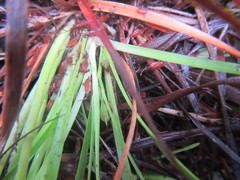 Capeobolus brevicaulis