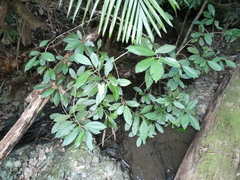 Quintinia verdonii
