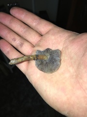 Psilocybe stuntzii