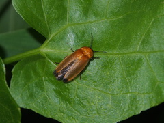 Abscondita terminalis