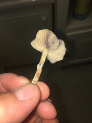Psilocybe stuntzii