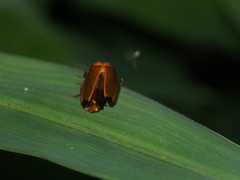 Abscondita terminalis