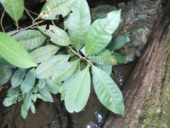 Quintinia verdonii