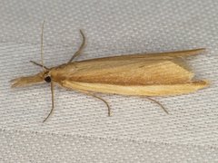 Donacaula albicostellus