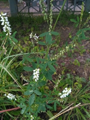 Melilotus albus