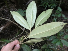 Quintinia verdonii
