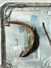 Calyptotis scutirostrum