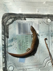 Calyptotis scutirostrum