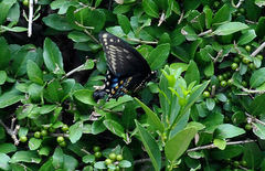 Papilio polyxenes
