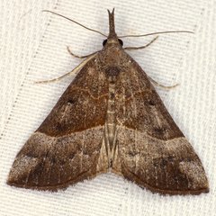 Hypena eductalis