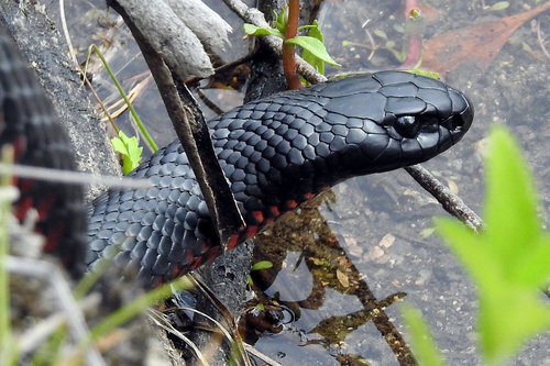 Red-bellied Black Snake sighting
