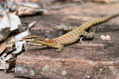 Kimberley Rock Monitor photo 1
