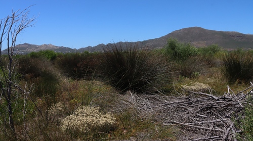 Image of Thamnochortus erectus by (c) Tony Rebelo, some rights reserved (CC BY-SA)