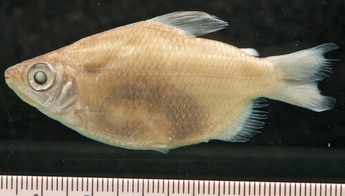 Distichodus noboli