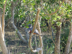 Megaceryle maxima maxima