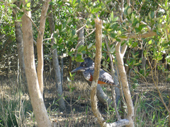 Megaceryle maxima maxima