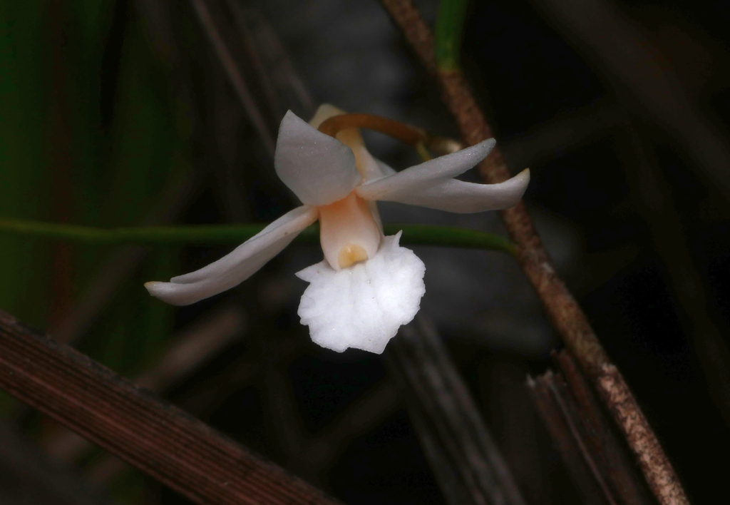 Dendrobium gramineum Ridl.