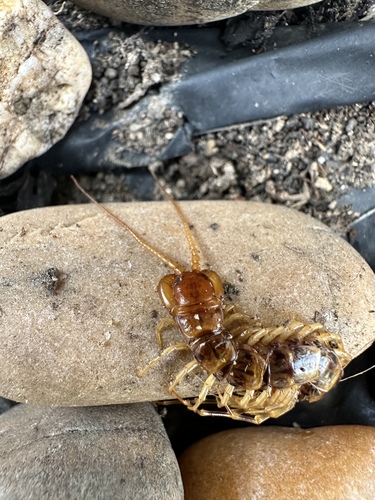 Banded Centipede, Jardim Botânico do Porto, Porto, Norte, PT, photo 9 of 10