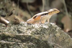 Sceloporus chrysostictus