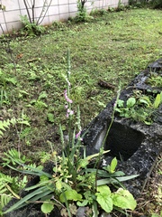 Spiranthes sinensis