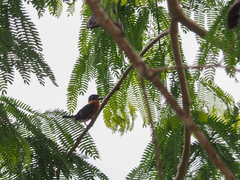 Chloroceryle aenea image