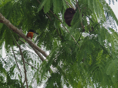 Chloroceryle aenea image