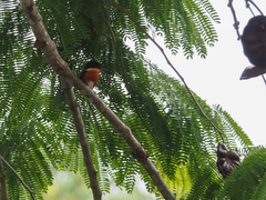 Chloroceryle aenea image
