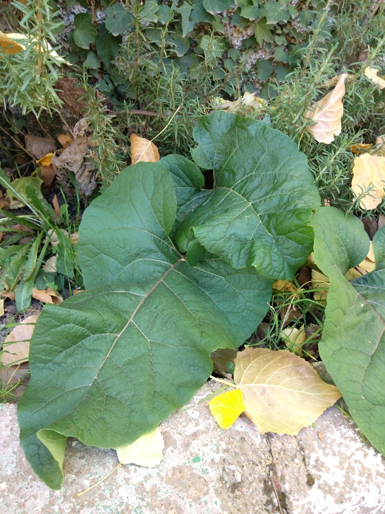 Arctium atlanticum