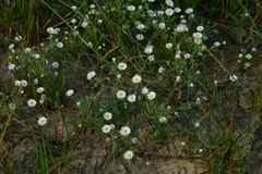 Erigeron bellidiastrum