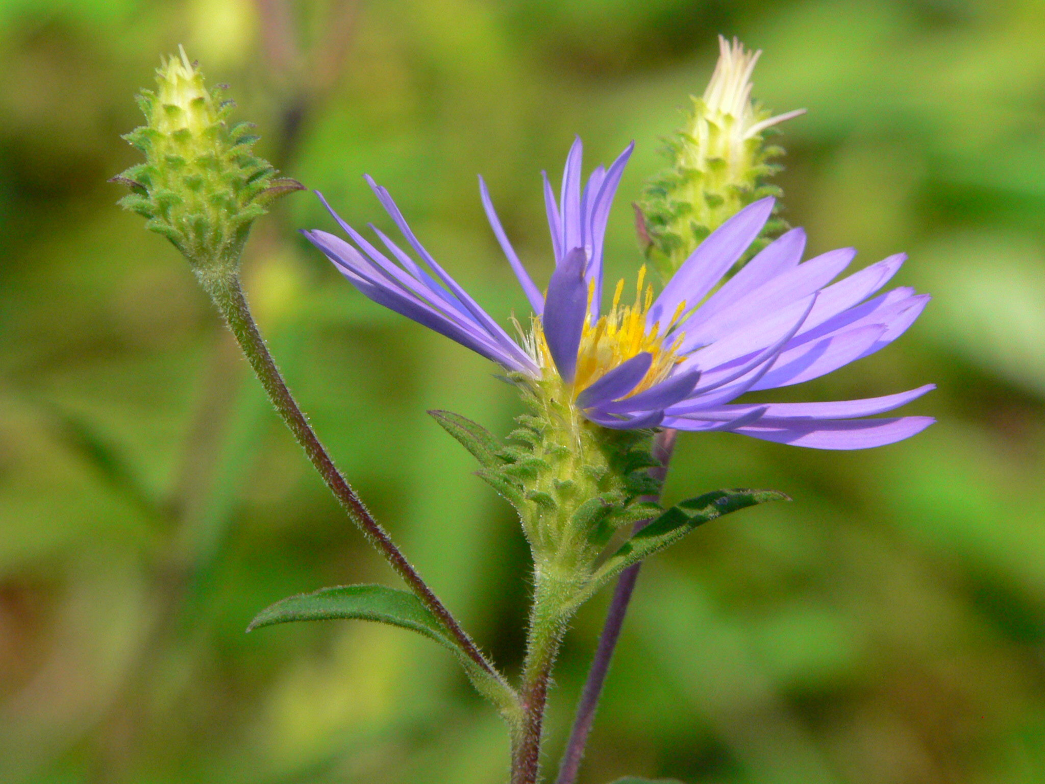 Eurybia spectabilis