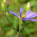 Purple Wood Aster - Photo (c) Jason S, some rights reserved (CC BY-NC-ND)
