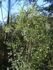 Penaea cneorum cneorum