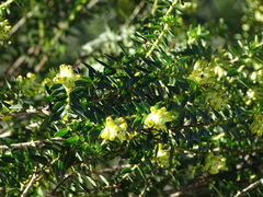 Penaea cneorum cneorum