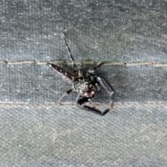 Bavia sexpunctata