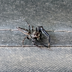 Bavia sexpunctata