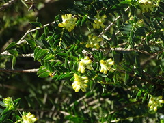 Penaea cneorum cneorum