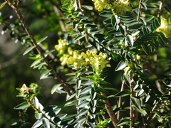 Penaea cneorum cneorum