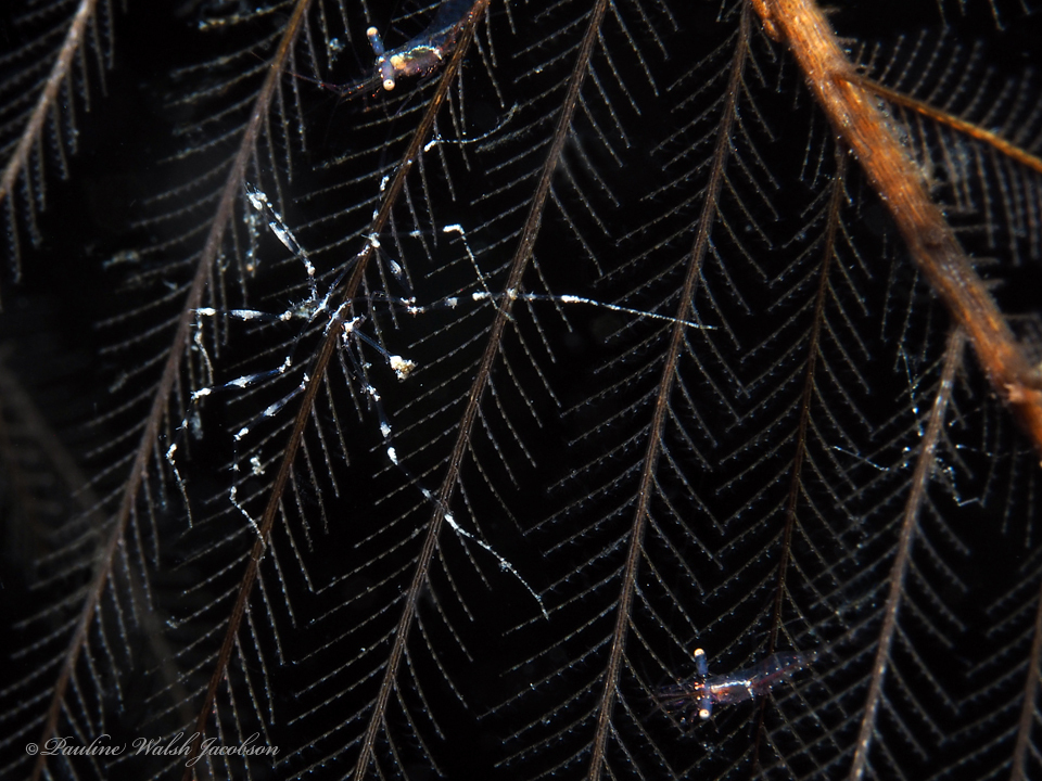 Black Coral Shrimp