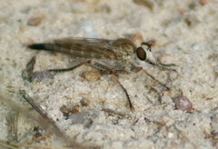 Proctacanthella